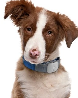 3 Pet Activity Trackers for iPhone / Android