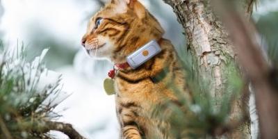 3 Smartphone Connected Cat GPS Trackers